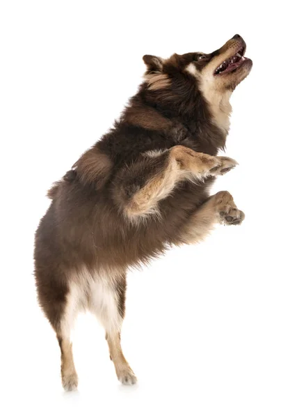 Lapphund Finlandês Frente Fundo Branco — Fotografia de Stock