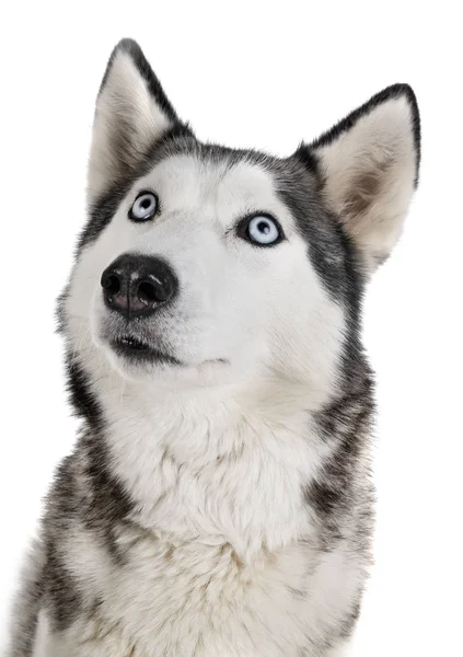 Siberian Husky Front White Background — Stock Photo, Image