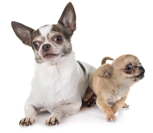 Chihuahuas Frente Fondo Blanco — Foto de Stock