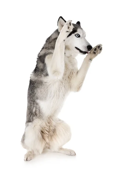 Husky Siberiano Frente Fundo Branco — Fotografia de Stock