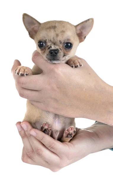 Little Chihuahua Front White Background — Stock Photo, Image