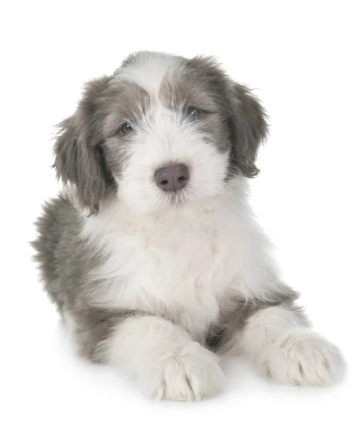 Cachorro Barbudo Collie Frente Fondo Blanco —  Fotos de Stock