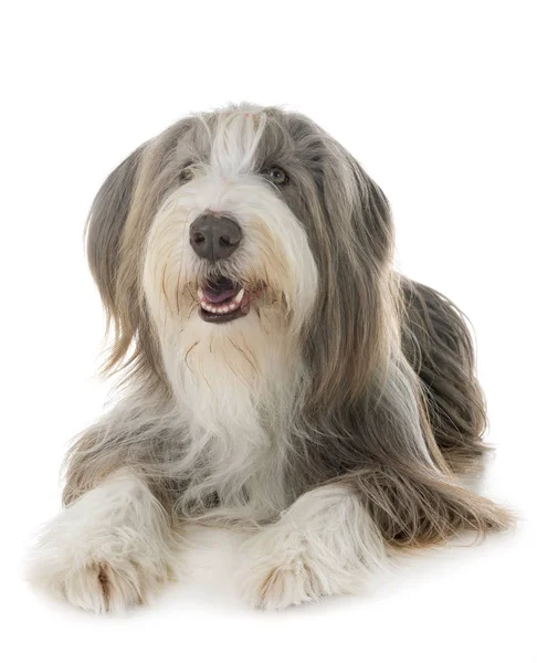 Bearded Collie Voor Witte Achtergrond — Zdjęcie stockowe