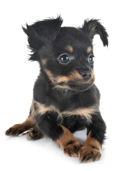 Cachorro Russkiy Juguete Frente Fondo Blanco — Foto de Stock