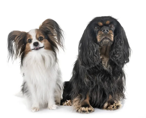 Cavalier King Charles Και Papillon Μπροστά Από Λευκό Φόντο — Φωτογραφία Αρχείου