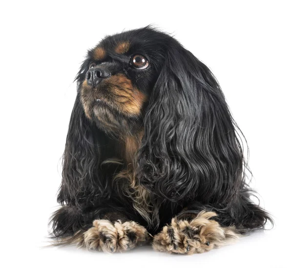 Cavalier King Charles Front White Background — Stock Photo, Image