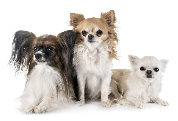 Papillon Hond Chihuahua Voor Witte Achtergrond — Stockfoto