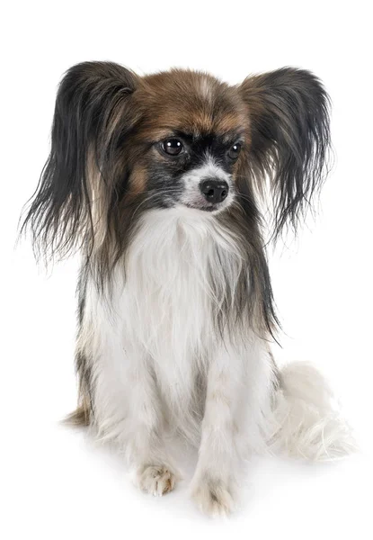 Papillon Cão Frente Fundo Branco — Fotografia de Stock