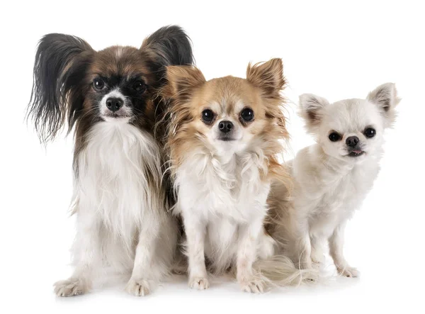 Papillon Hund Och Chihuahua Framför Vit Bakgrund — Stockfoto