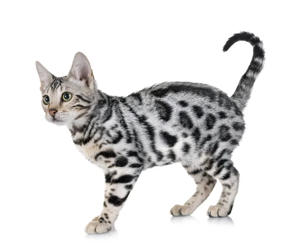 Bengal Cat Front White Background — Stock Photo, Image