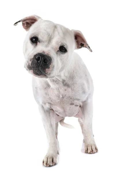 Staffordshire Bull Terrier Przed Białym Tle — Zdjęcie stockowe