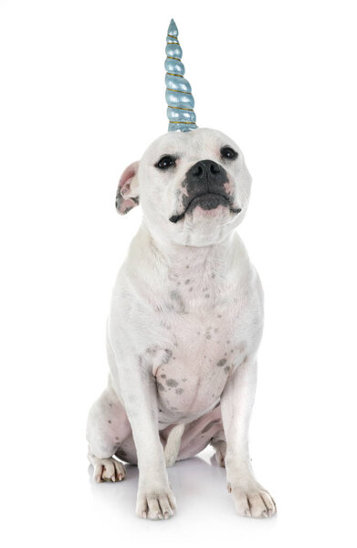 unicorn staffordshire bull terrier in front of white background
