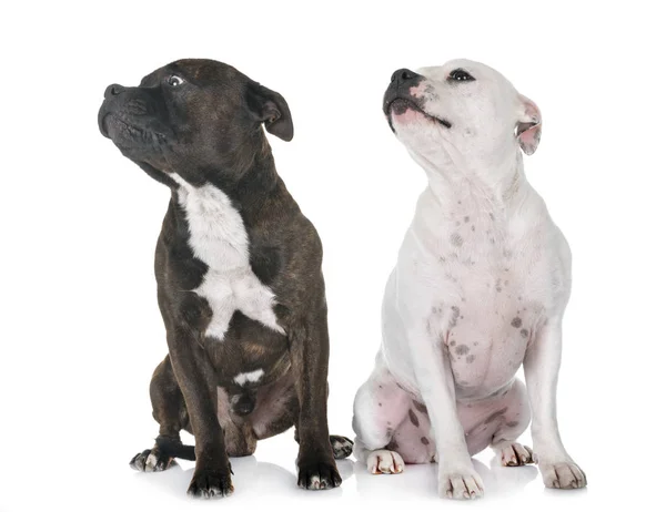 Staffordshire Bull Terrier Framför Vit Bakgrund — Stockfoto