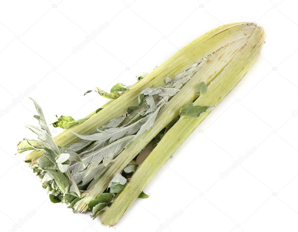 fresh cardoon in front of white background