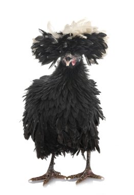 Beyaz arka plan önünde Lehçe tavuk