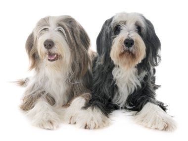 Beyaz arka plan önünde sakallı collies