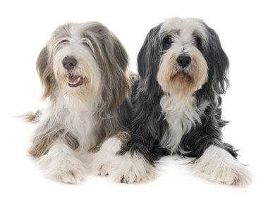 bearded collies in front of white background clipart