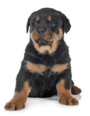 Beyaz arkaplan önünde köpek yavrusu rottweiler