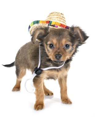 Beyaz arka plan önünde Russkiy oyuncak köpek yavrusu