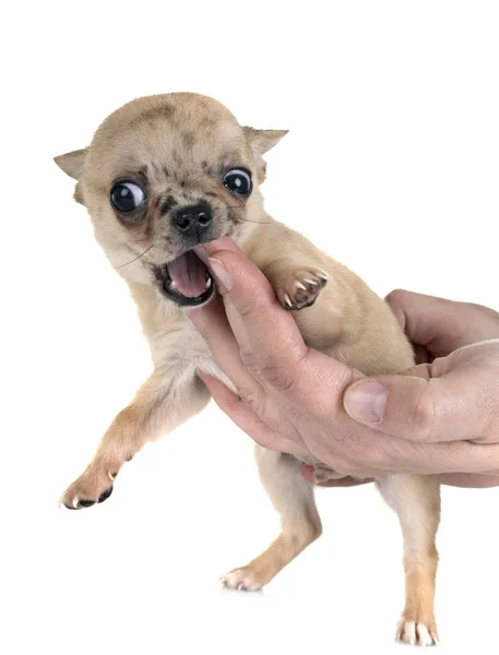 Kleine Chihuahua Voor Witte Achtergrond — Stockfoto