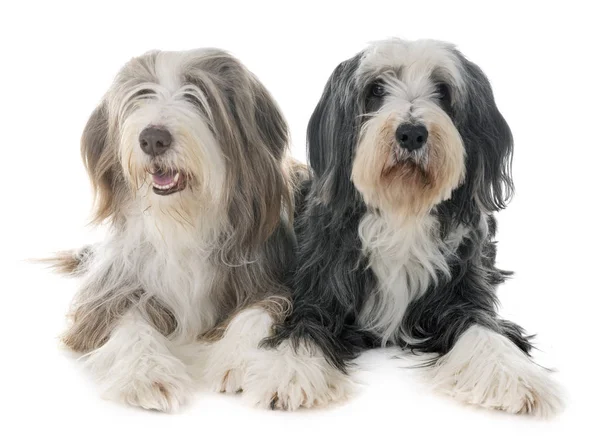 Bearded Collies Front White Background — Stock Photo, Image