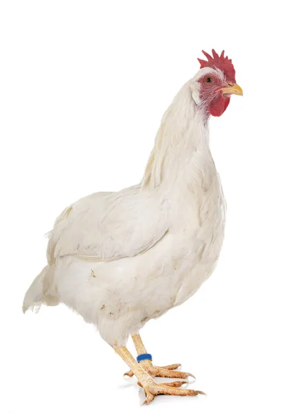 Leghorn Csirke Előtt Fehér Háttér — Stock Fotó