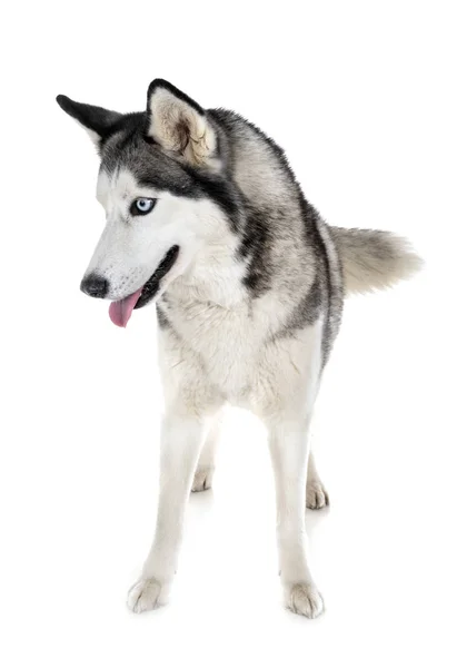 Husky Siberiano Frente Fundo Branco — Fotografia de Stock