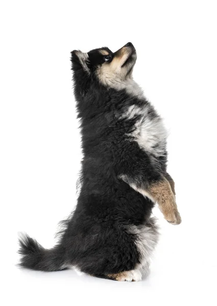 Welpe Finnischer Lapphund Vor Weißem Hintergrund — Stockfoto