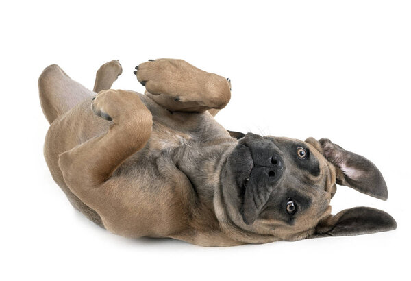 young cane corso in front of white background