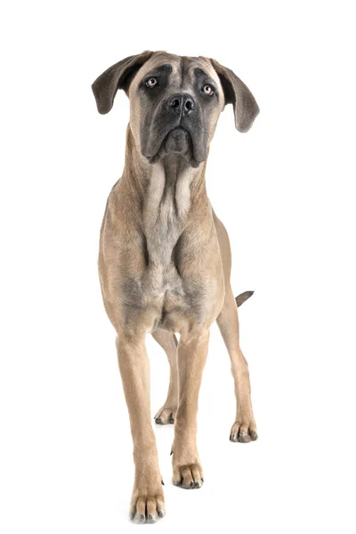 Jonge Cane Corso Voor Witte Achtergrond — Stockfoto