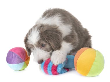 Beyaz arka planda köpek sakallı çoban köpeği