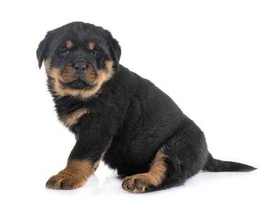 Beyaz arkaplan önünde köpek yavrusu rottweiler