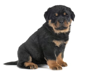 Beyaz arkaplan önünde köpek yavrusu rottweiler