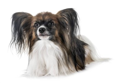 Beyaz arkaplan önünde papillon köpek