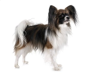 Beyaz arkaplan önünde papillon köpek