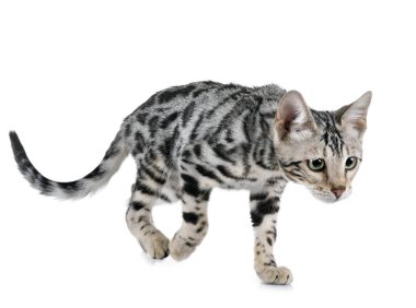 Bengal kedisi beyaz arka planda