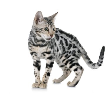 Bengal kedisi beyaz arka planda