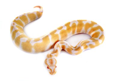 Beyaz arka plan önünde Kraliyet python