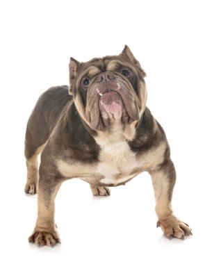 Beyaz arka planda Amerikan zorbası