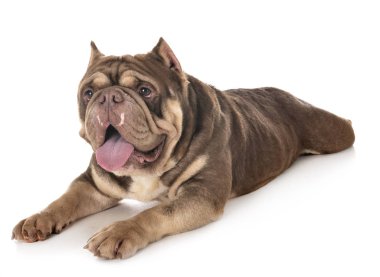 Beyaz arka planda Amerikan zorbası