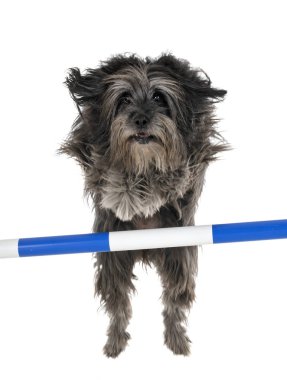 Beyaz arka plan önünde yetişkin pyrenean çoban