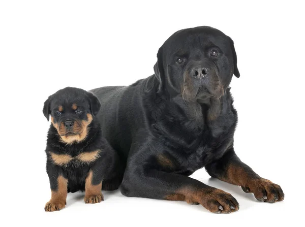 Puppy Volwassene Rottweiler Voor Witte Achtergrond — Stockfoto