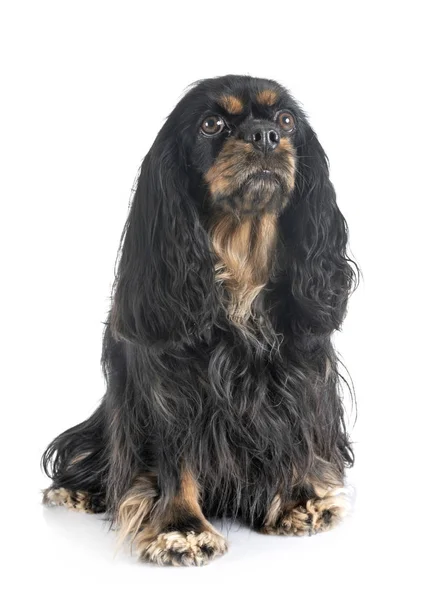 Cavalier King Charles Front White Background — стоковое фото