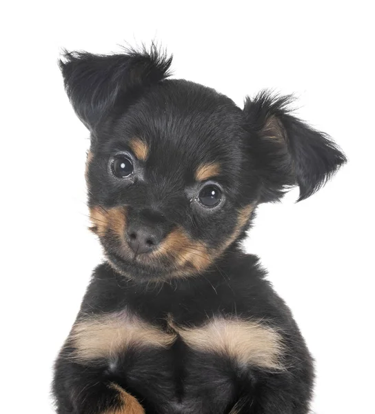 Puppy Russkiy Toy Voor Witte Achtergrond — Stockfoto