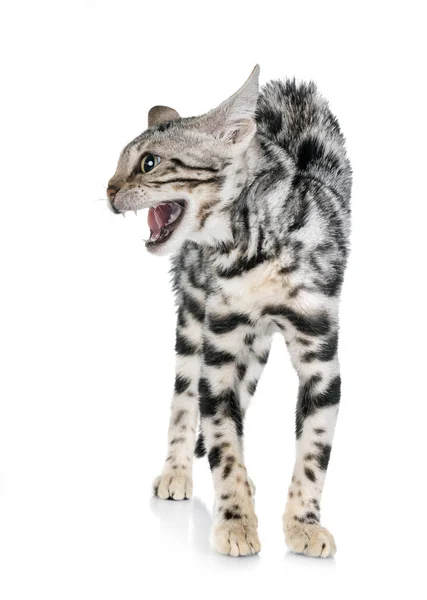 Bengal Cat Front White Background — Stock Photo, Image