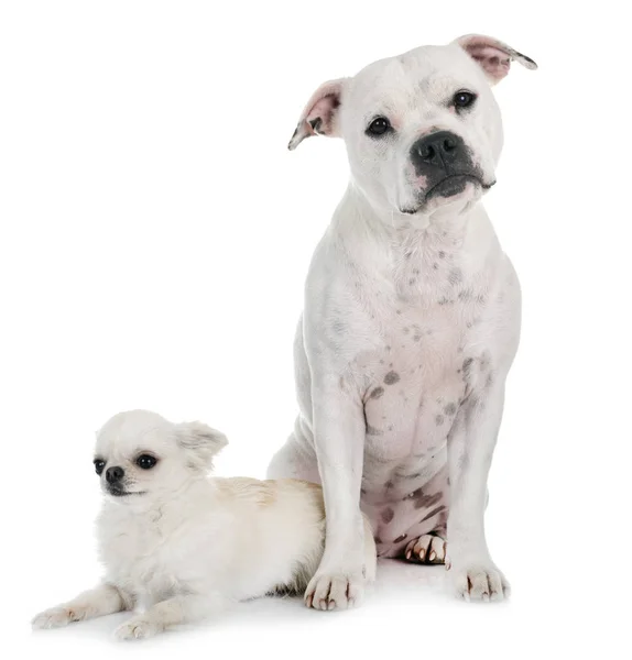 Staffordshire Bull Terrier Chihuahua Front White Background — Stock Photo, Image