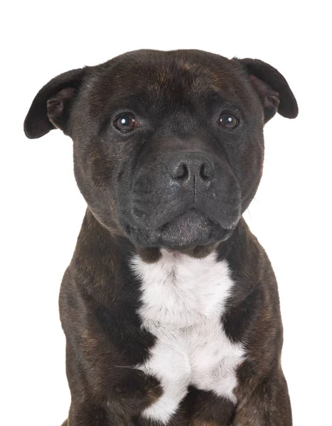 Staffordshire Bullterrier Vor Weißem Hintergrund — Stockfoto