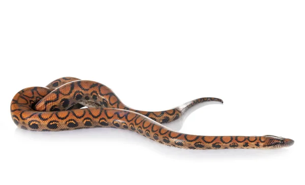 Rainbow Boa Frente Fundo Branco — Fotografia de Stock