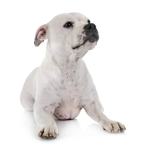 Staffordshire Bull Terrier Front White Background Stock Photo