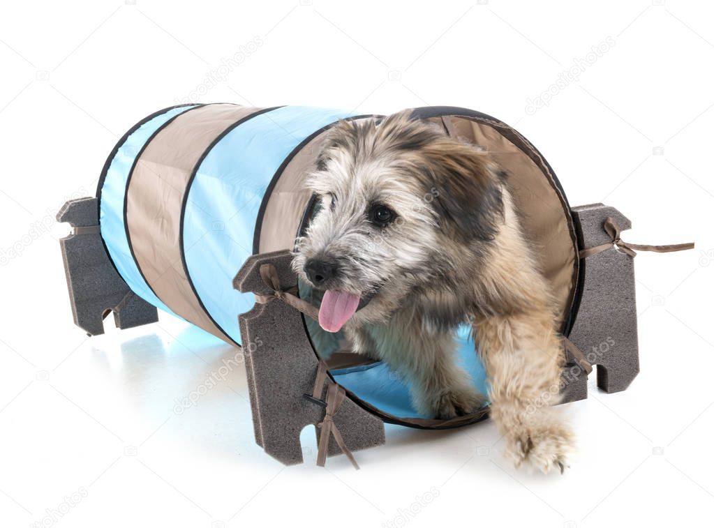 puppy pyrenean shepherd in front of white background